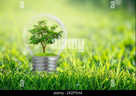 Il bulbo si trova all'interno con foglie di foresta e gli alberi sono nella luce. Concetti di conservazione ambientale e riscaldamento globale pianta crescere all'interno lampadina su secco Foto Stock