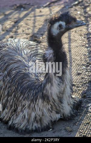 Fotografia di un'uem. Gli emus sono uccelli senza luce. Foto Stock