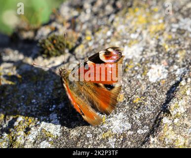 Un ritratto di un pavone di un giorno seduto su una pietra. Foto Stock