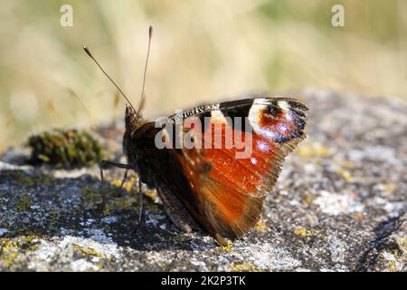 Un ritratto di un pavone di un giorno seduto su una pietra. Foto Stock