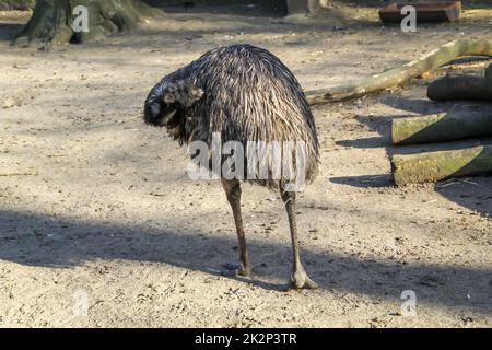 Fotografia di un'uem. Gli emus sono uccelli senza luce. Foto Stock