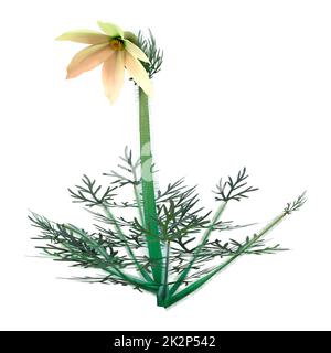 3D rendering del fiore Pulsatilla su bianco Foto Stock