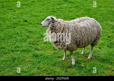 Pecore che si guarda in campo verde Foto Stock