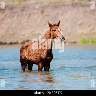 Cavalli al foro di irrigazione Foto Stock