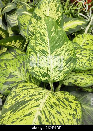 Bel verde lussureggiante fogliame di Dieffenbachia Alba. Foto Stock