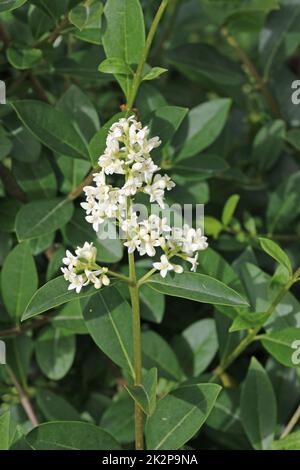 Bianco privet fiore Spike primo piano Foto Stock