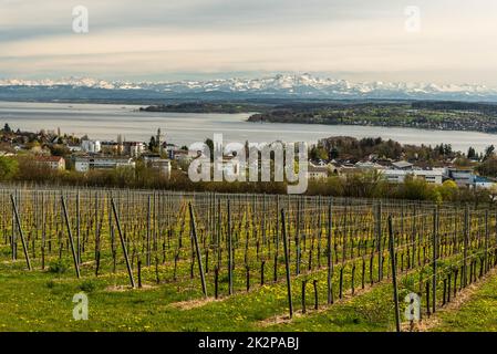 Vista panoramica sul lago di Costanza e sulle Alpi svizzere con il monte Saentis, Ueberlingen, Baden-WÃ¼rttemberg, Germania Foto Stock