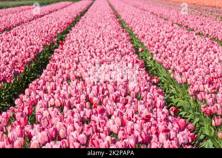 campi di tulipani nei Paesi Bassi Foto Stock
