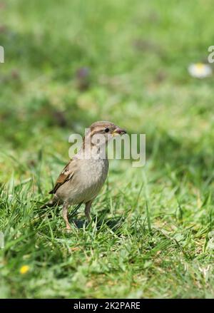 Casa Sparrow con insetti in bocca Foto Stock