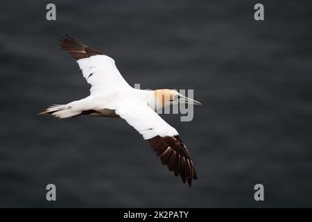 Gannet vola sul mare in Scozia, Regno Unito Foto Stock