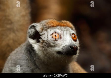 Un ritratto di un lemure corona con sfondo marrone Foto Stock