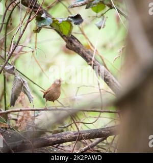 Wren eurasiatica, trogloditi trogloditi, camminando su un albero nella natura estiva. Piccolo songbird marrone che guarda su legno mossi. Piccolo animale piume che riposa sul bough. Foto Stock