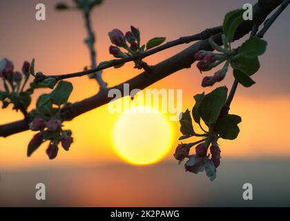 Tramonto dietro un albero fiorito di ciliegi Foto Stock