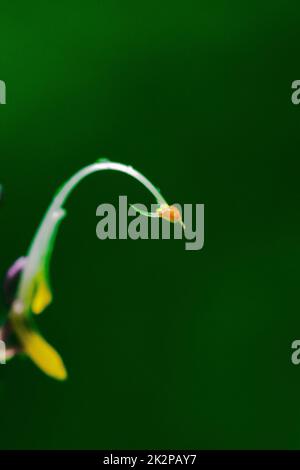 Globba winitii, una infiorescenza viola, è una pianta con un tronco sotterraneo. Foto Stock