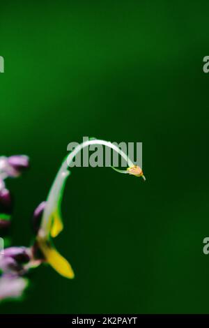 Globba winitii, una infiorescenza viola, è una pianta con un tronco sotterraneo. Foto Stock