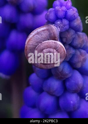 Lumaca sui fiori di muscari armeni da vicino Foto Stock