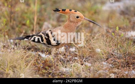 Hoopoe - Upupa epops - ritratto preso al piano terra Foto Stock