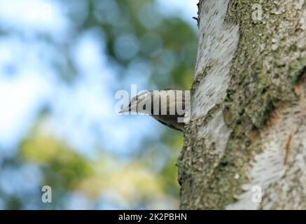 Nuthatch seduto su un tronco di betulla che guarda Foto Stock