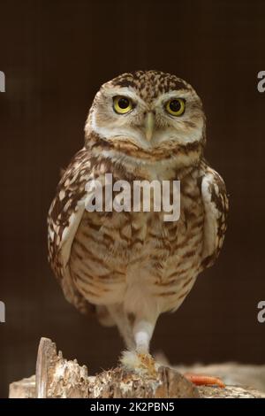 Gufo piccolo - Athene noctua - primo piano con sfondo marrone Foto Stock