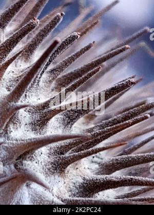 Primo piano di frutta di datura spinosa Foto Stock