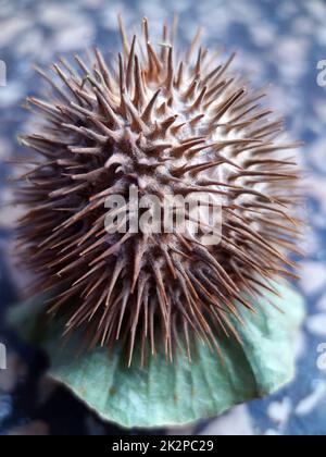 Primo piano di frutta di datura spinosa Foto Stock