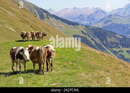 Giovani bovini marroni in piedi fianco a fianco godendo l'estate in montagna Foto Stock