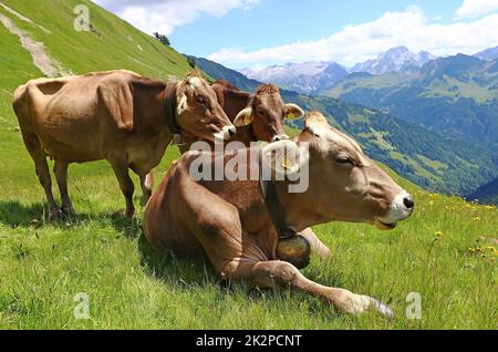 I giovani bovini bruni godono l'estate in montagna Foto Stock
