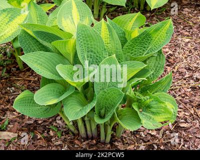 Hosta Plantain Lily Plant, varietà Pauls Glory, in primavera Foto Stock