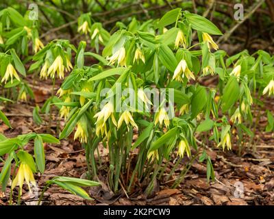 Uvularia grandiflora grande bellwort fiorito in un giardino Foto Stock