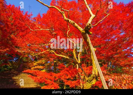 Foglie autunnali del paradiso Koishikawa Foto Stock