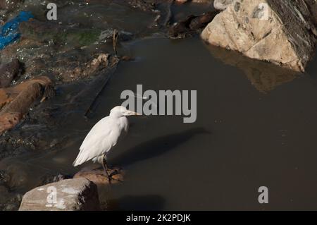 Buretta di bestiame Bubulcus ibis su una roccia nelle acque reflue. Foto Stock