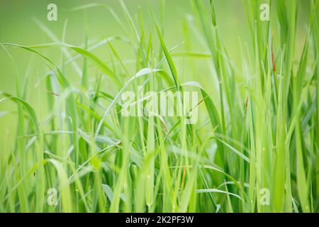 La luce del sole splende attraverso la prateria, il prato al sole, l'agricoltura nella coutriside, la scena rurale, la stagione primaverile ed estiva Foto Stock