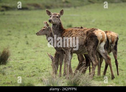 Cervo rosso, cervus elaphus, mandria in piedi su prato verde in primavera natura Foto Stock