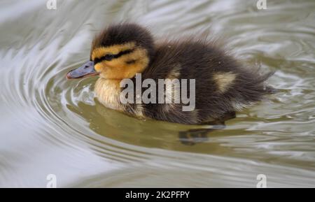 Mallard anatroccolo nuoto in ambiente naturale su un lago Foto Stock