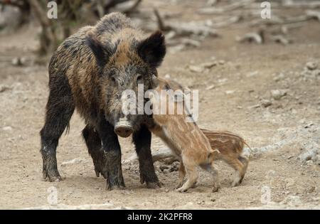 Cinghiale ,Sus scrofa, scrofa selvaggia con cinghiali giovani Foto Stock