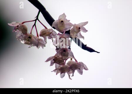 I piccoli fiori di Dendrobium Lipped sono di colore rosa chiaro. Fiori in un bouquet si trovano solo nella parte meridionale della Thailandia, alcune province è un'orchidea che è difficile trovare Foto Stock