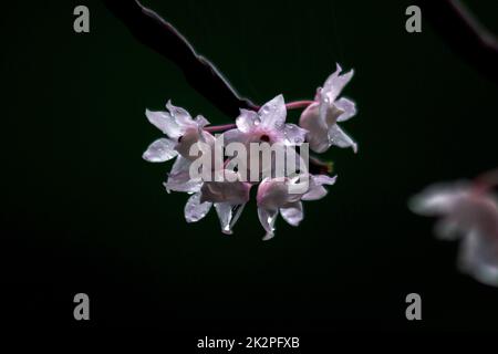 I piccoli fiori di Dendrobium Lipped sono di colore rosa chiaro. Fiori in un bouquet si trovano solo nella parte meridionale della Thailandia, alcune province è un'orchidea che è difficile trovare Foto Stock