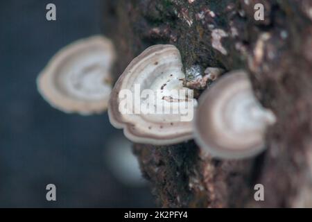 Funghi selvatici bianchi su legno in natura con umidità Foto Stock