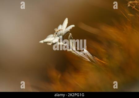 Primo piano di un fiore di stella alpina - Leontopodium nivale - nel Parco Nazionale del Troglav, Slovenia Foto Stock