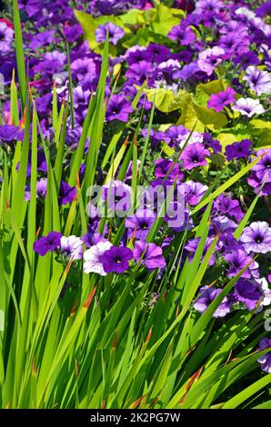 Giardino di petunia viola Foto Stock