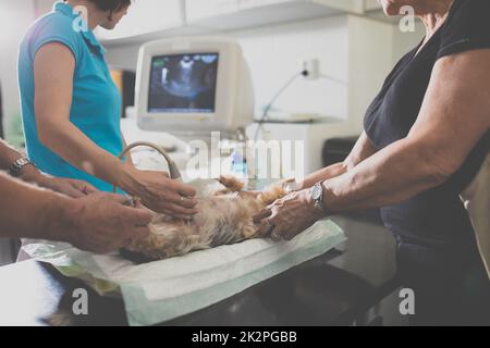 Cane malato che è esaminato da un medico di veterinario in una clinica veterinaria Foto Stock