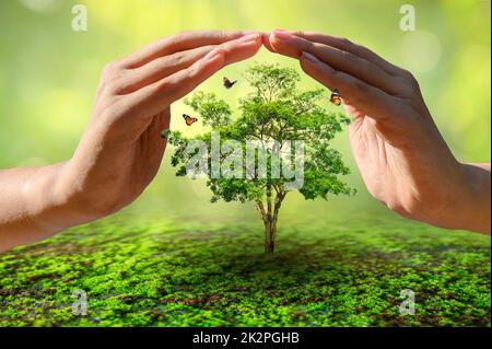 mani protezione alberi mondo ambiente giorno concetto Foto Stock