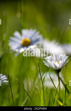 Mazzo di bellissimi fiori di daisyflowers con un insetto volante in un idilliaco giardino con erba verde e uno sfondo sfocato mostra l'amore giardino nei parchi urbani un ambiente sano in primavera estate Foto Stock