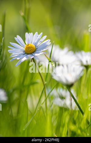 Mazzo di bellissimi fiori di daisyflowers con un insetto volante in un idilliaco giardino con erba verde e uno sfondo sfocato mostra l'amore giardino nei parchi urbani un ambiente sano in primavera estate Foto Stock