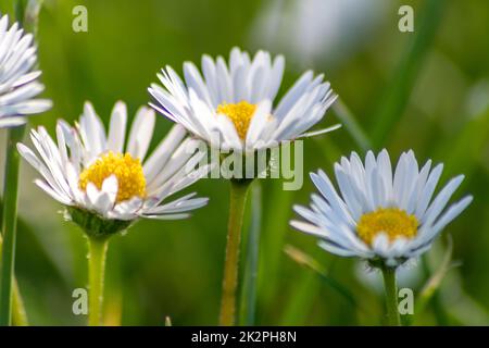 Mazzo di bellissimi fiori di daisyflowers con un insetto volante in un idilliaco giardino con erba verde e uno sfondo sfocato mostra l'amore giardino nei parchi urbani un ambiente sano in primavera estate Foto Stock