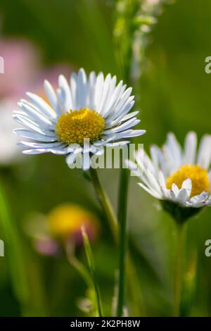 Mazzo di bellissimi fiori di daisyflowers con un insetto volante in un idilliaco giardino con erba verde e uno sfondo sfocato mostra l'amore giardino nei parchi urbani un ambiente sano in primavera estate Foto Stock