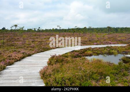 Sentiero in legno nella palude, con occhio di palude e erica Foto Stock