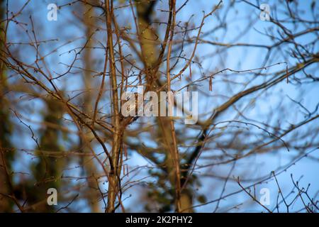 Una canzone thrush, thrush sui rami di un albero. Foto Stock