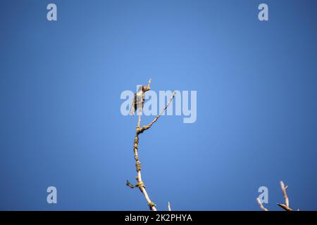 Uno starring solico siede sulla cima di un albero. Foto Stock