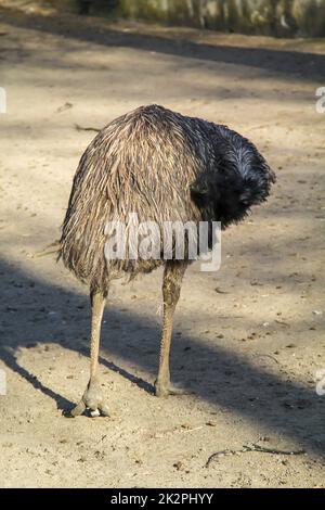 Fotografia di un'uem. Gli emus sono uccelli senza luce. Foto Stock